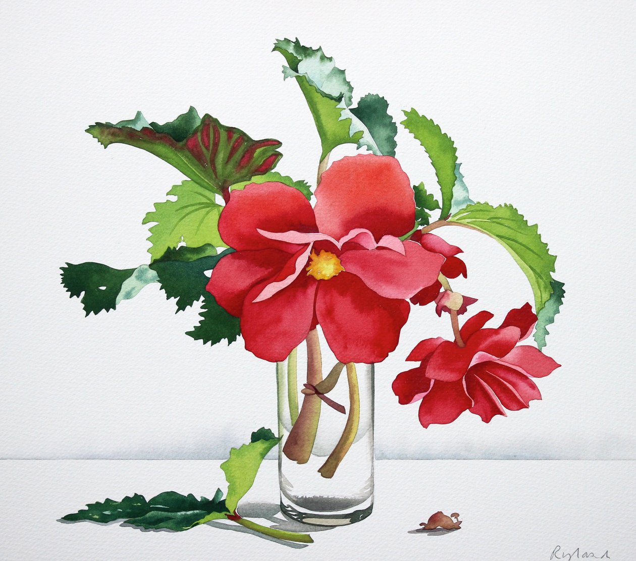 Röd Begonia av Christopher Ryland