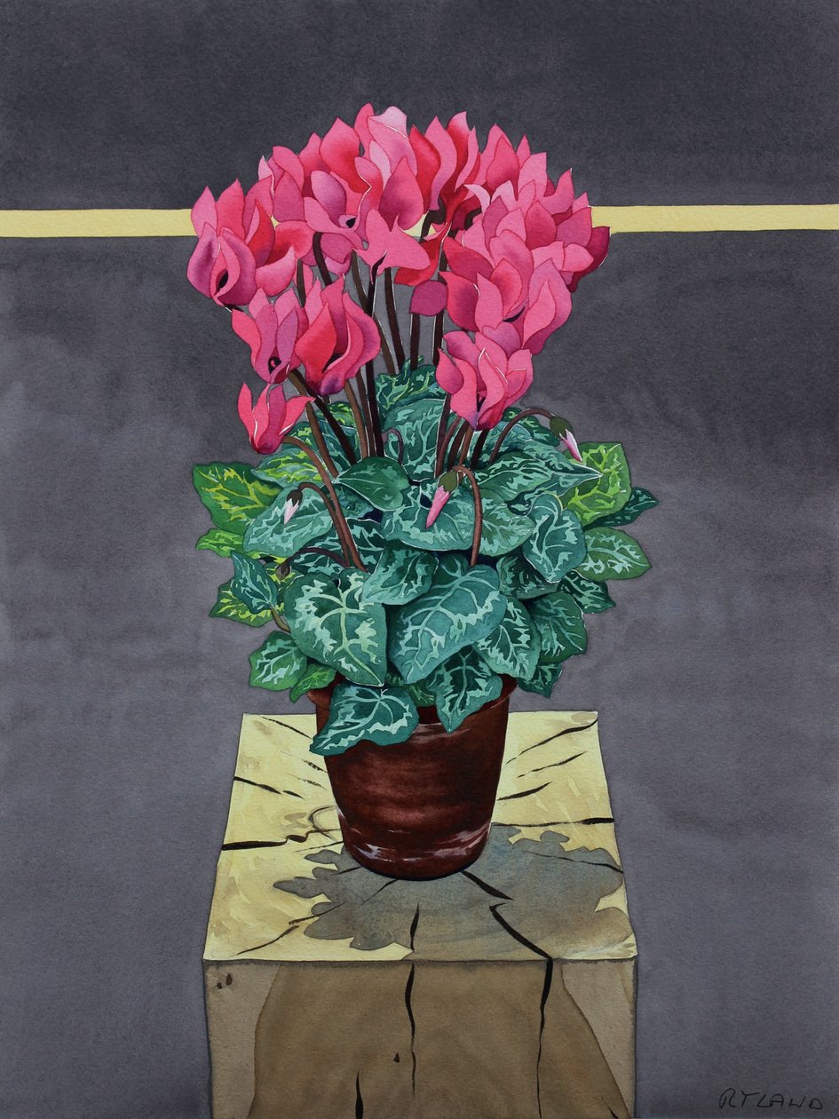 Stilleben Cyclamen (akvarell på papper) av Christopher Ryland