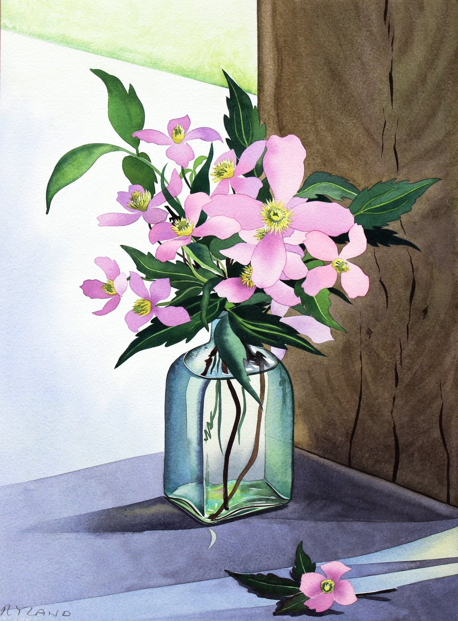 Stilleben Pink Clematis (akvarell på papper) av Christopher Ryland