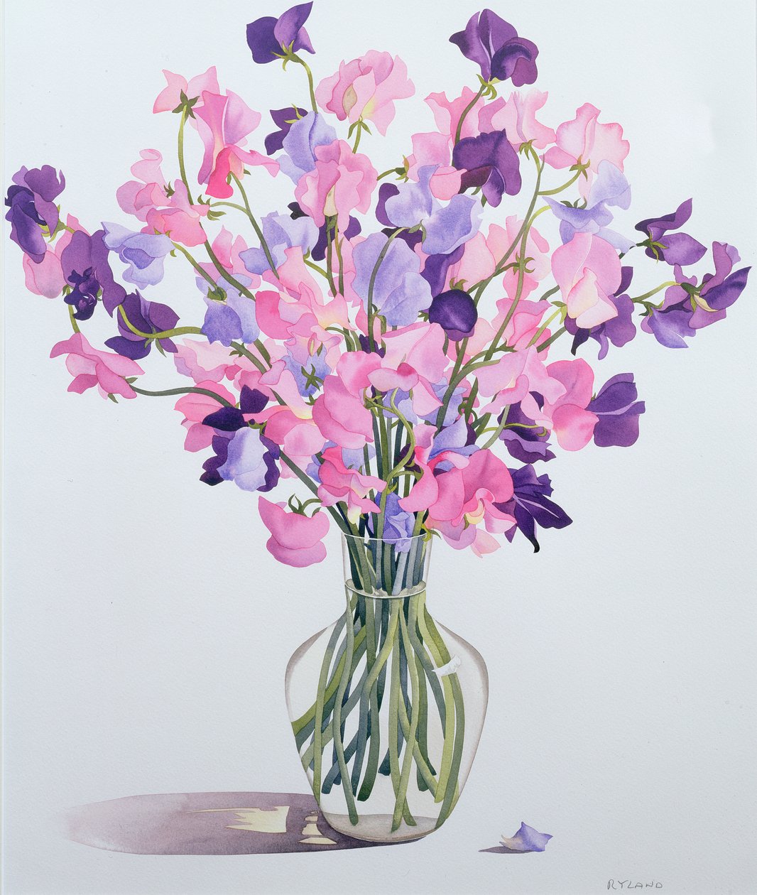 Sweetpeas, 2007 (wc på papper) av Christopher Ryland