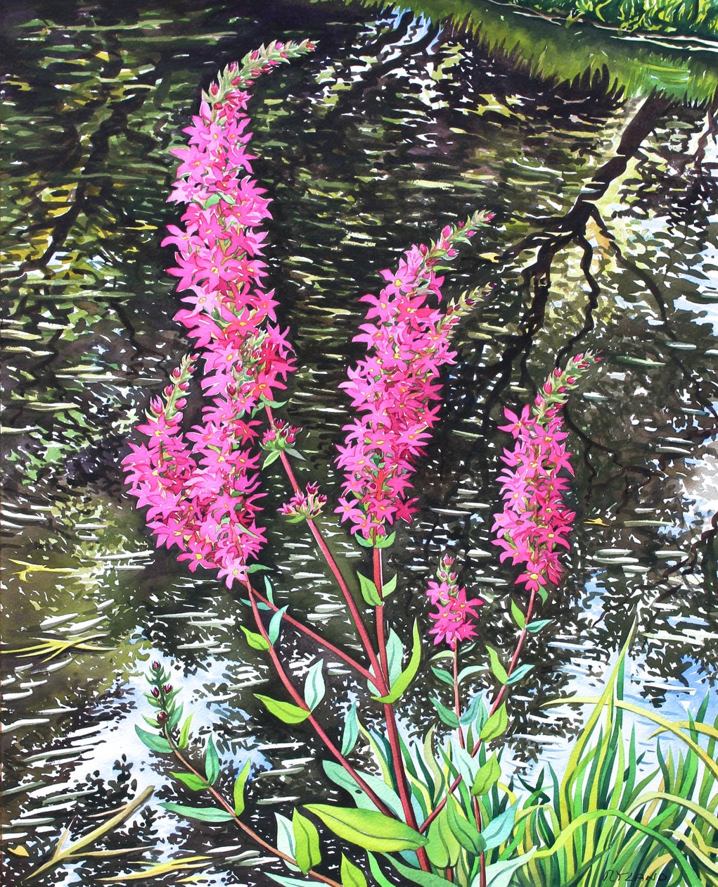 Wild Loosestrife (akvarell på papper) av Christopher Ryland