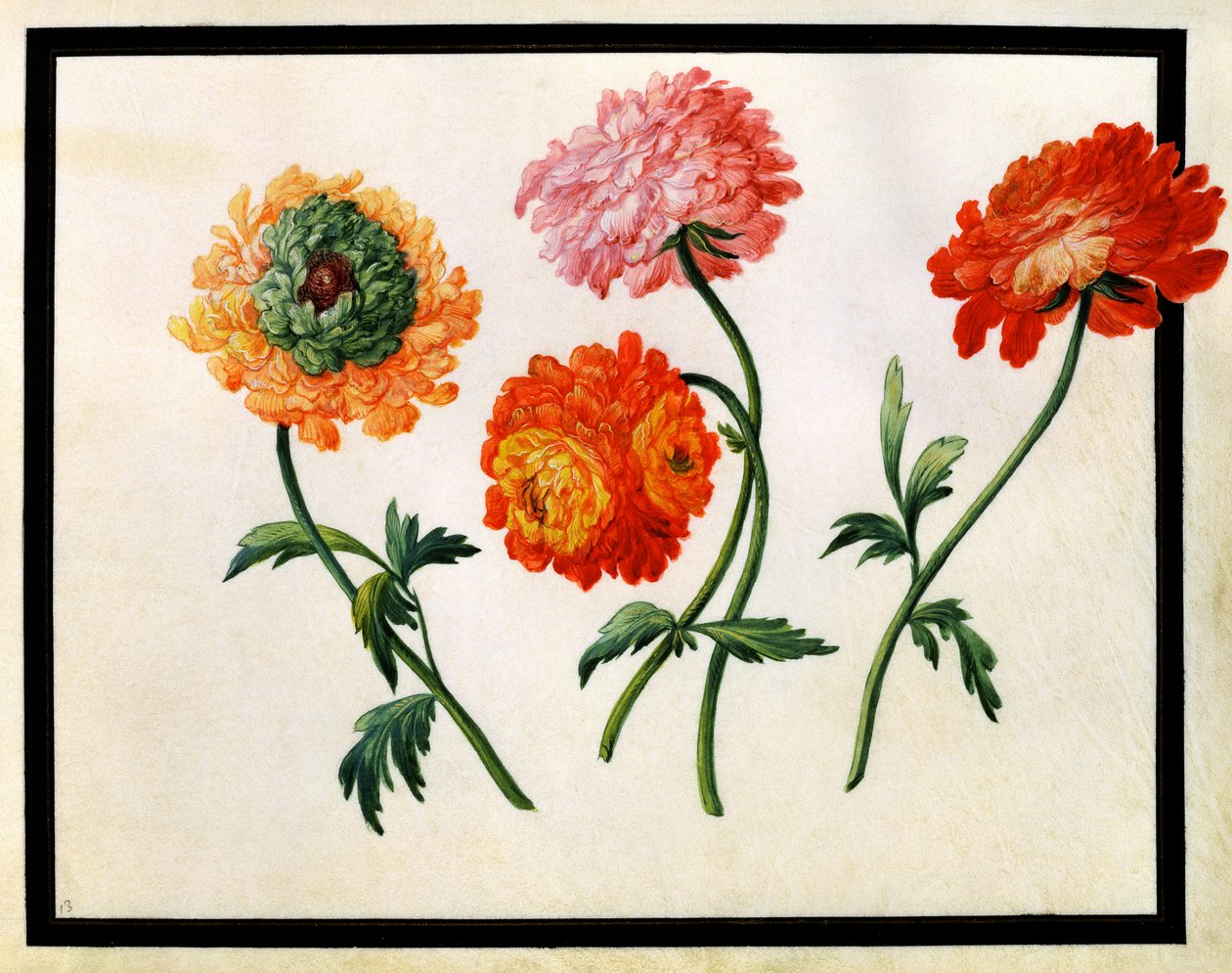 Krysantemum av Claude Aubriet