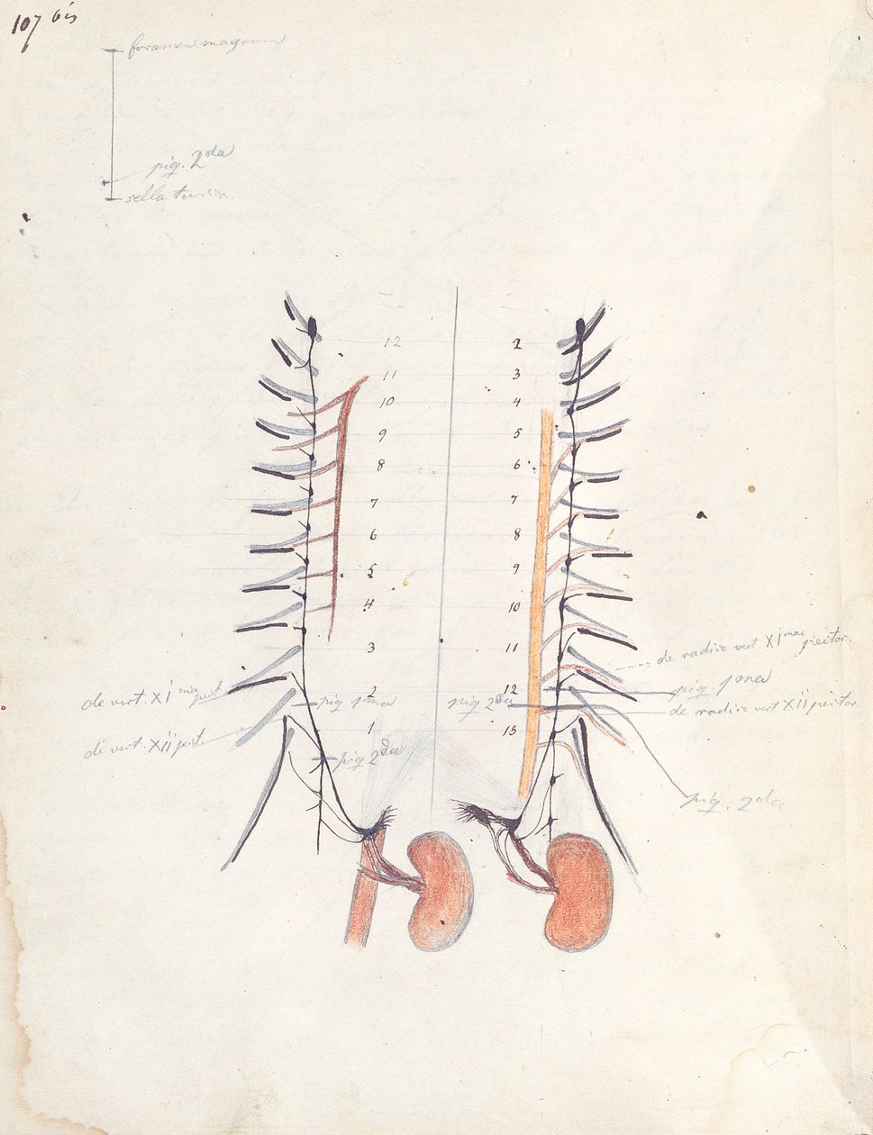 Njurarna, ca 1843 (penna, bläck och färgpenna på papper) av Claude Bernard