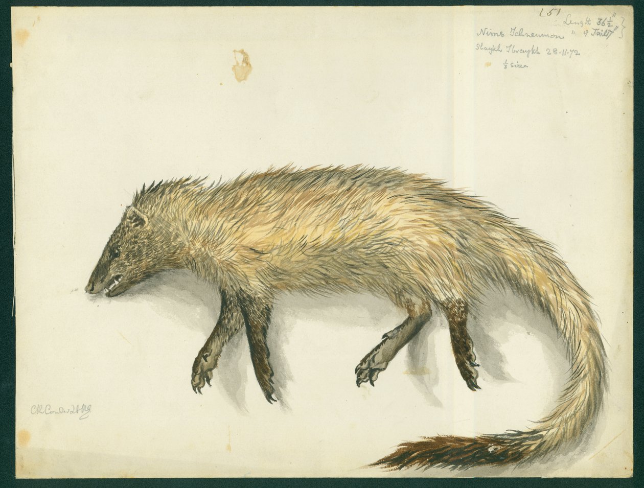 Mongoose, 1872 (wc och penna på papper) av Claude Conder