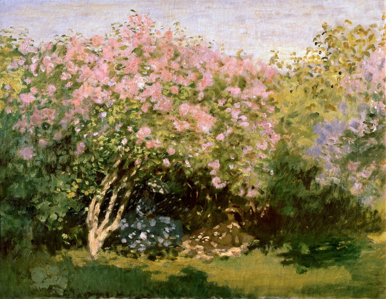 Syren i solen, 1872-1873. av Claude Monet