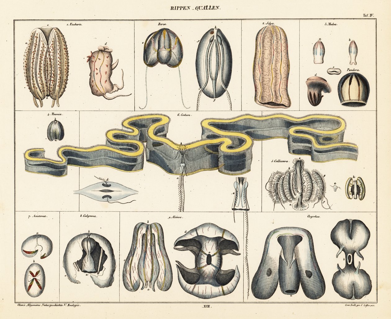 Anatomi av manetarter. ,1841 (litografi) av Conrad Kull