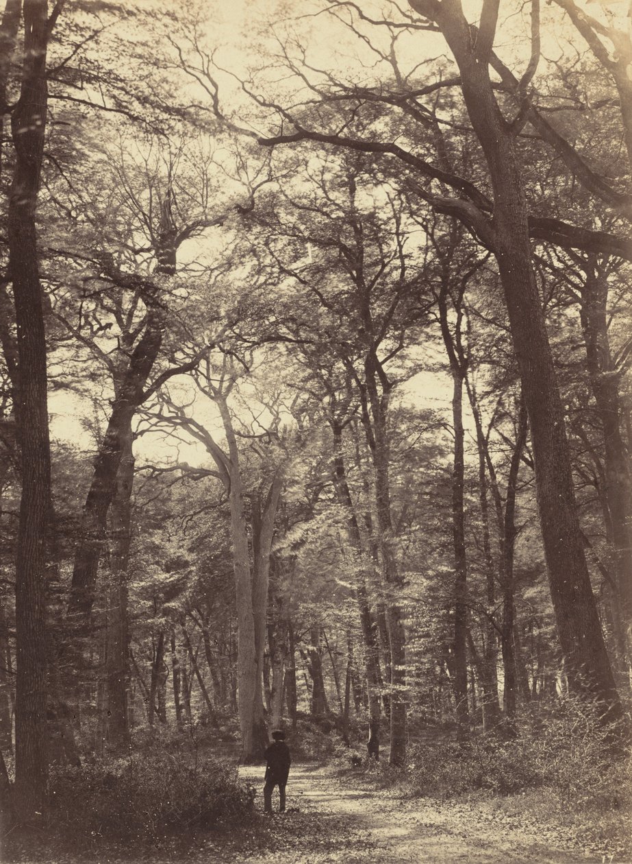 Skogsscen, ca. 1865. av Constant Alexandre Famin