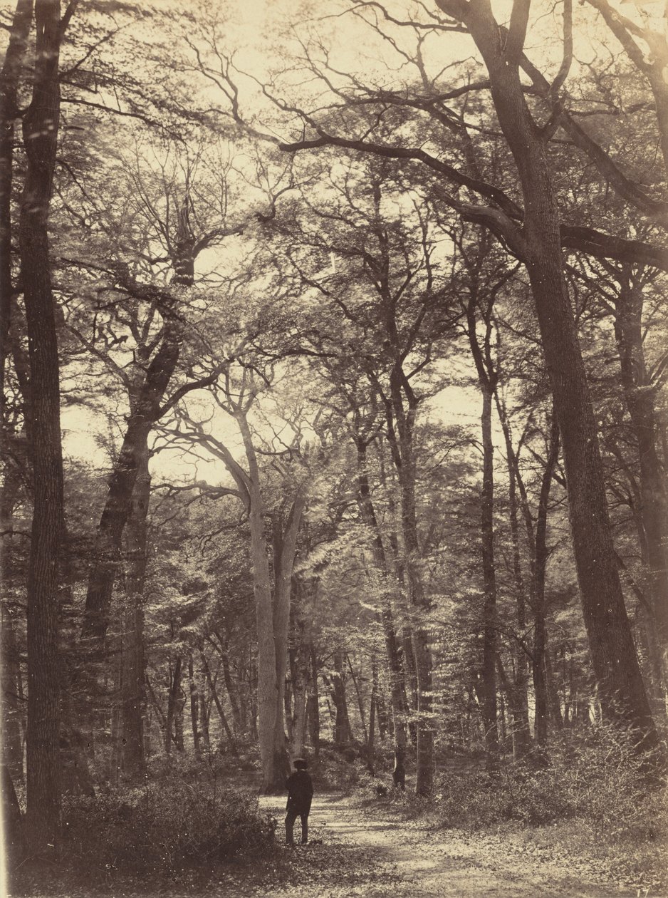 Skogsscen,ca. 1865 (foto) av Constant Alexandre Famin