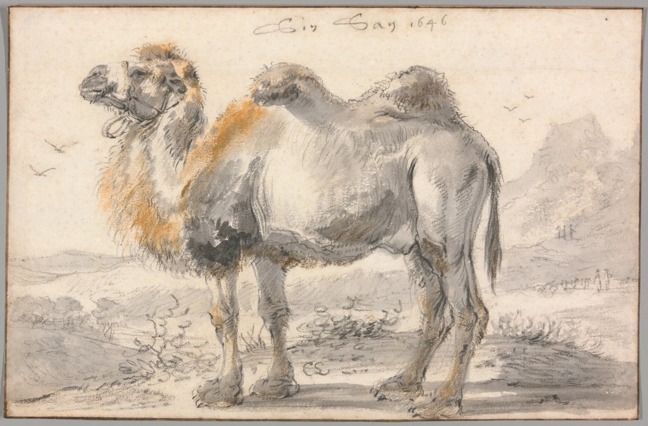 En kamel av Cornelis Saftleven