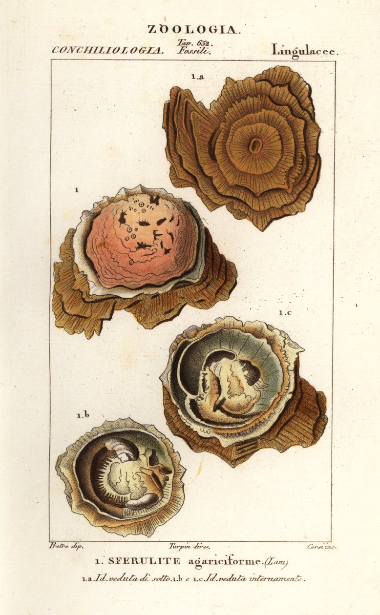 Spherulites agariciformis av Corsi Corsi