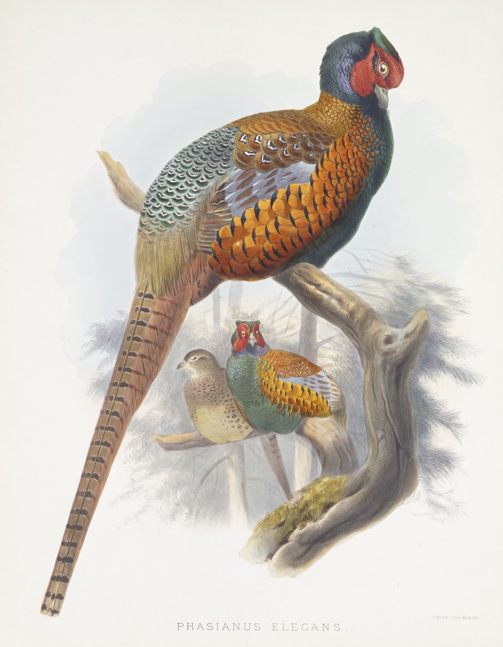 Phasianus Elegans (elegant fasan), 1870-1872 av Daniel Giraud Elliot