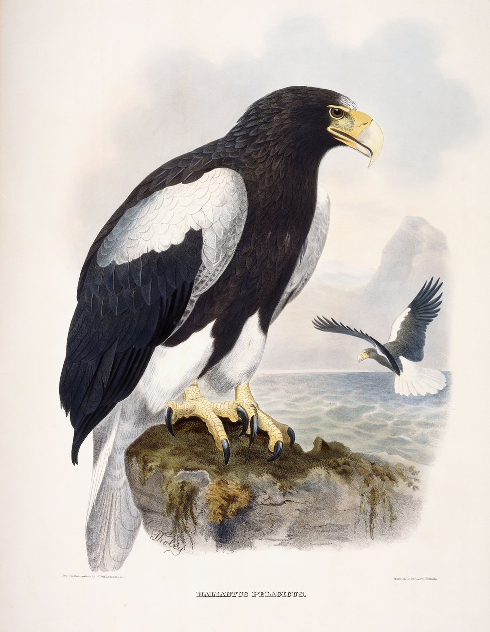 Haliaetus Pelagicus av Daniel Girard Elliot
