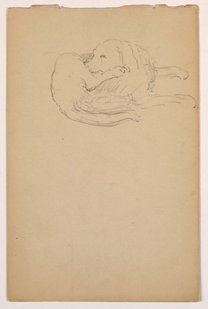 Teckning, Dash (en setter), ca 1862 av Daniel Huntington