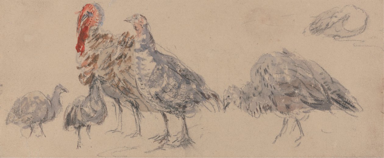 Studie av Turkiet av David Cox
