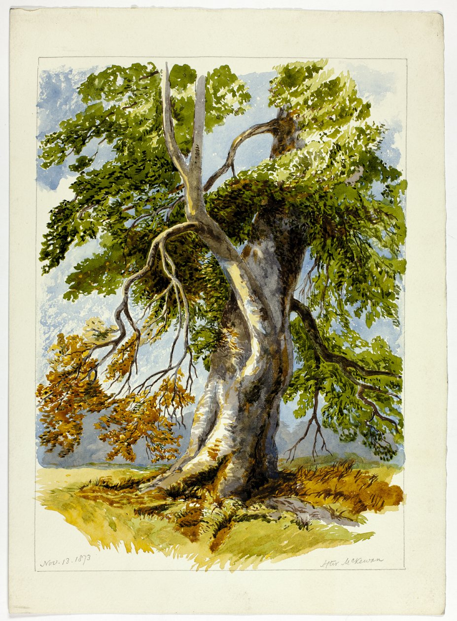 Gnarled Tree av David Hall McKewan
