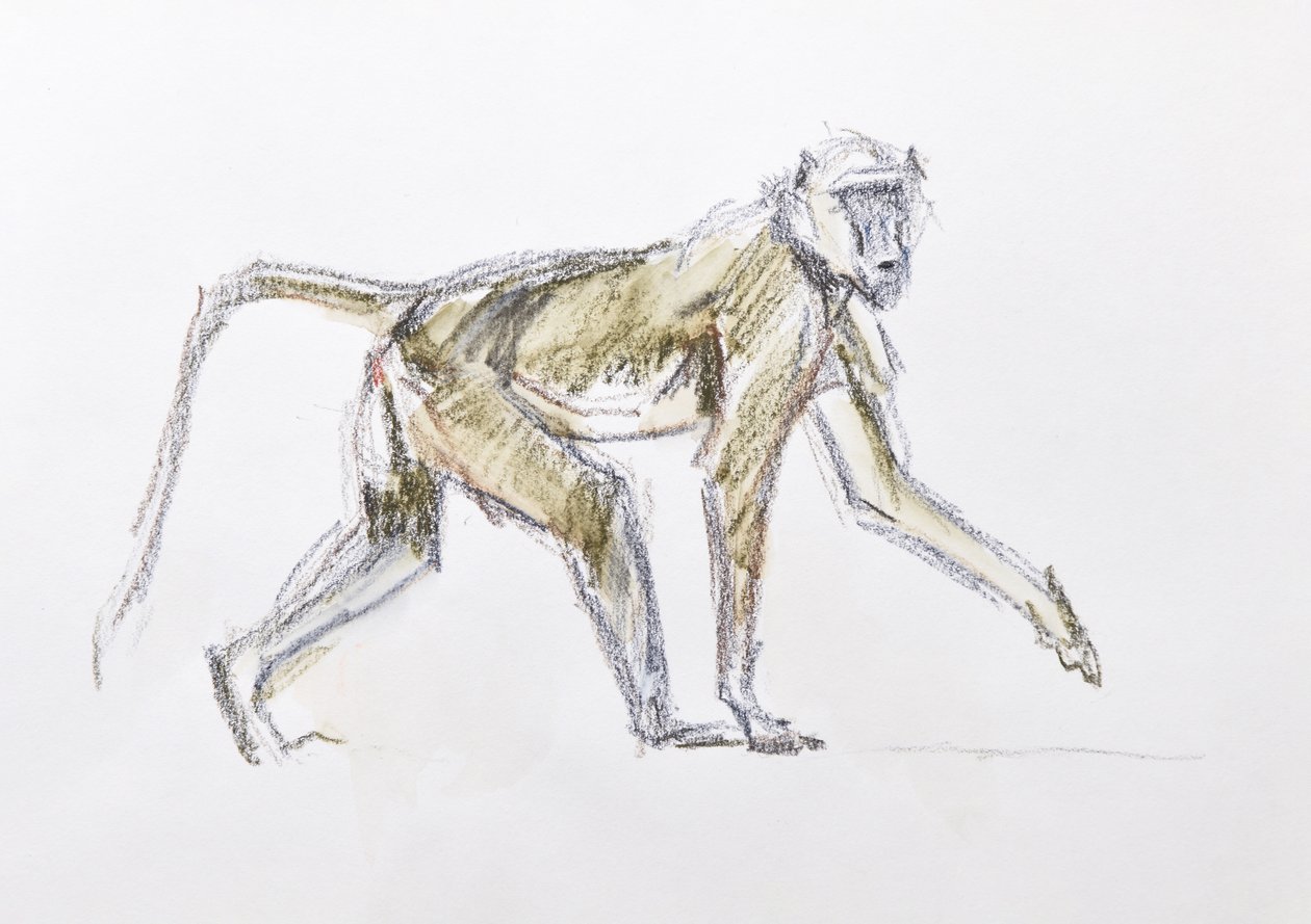 Babian, 2020 (akvarell och krita på papper) av David Mayer