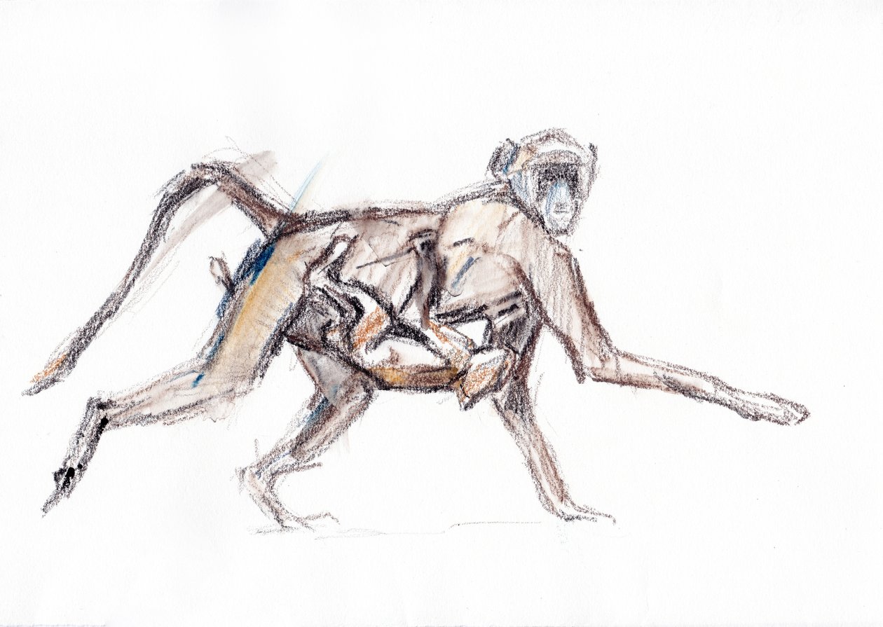 Babian and young, 2020 (krita på papper) av David Mayer