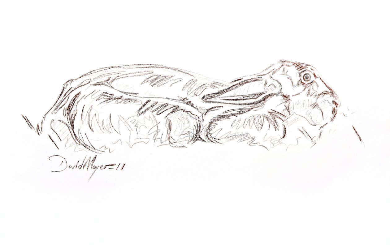 Brun hare liggande, 2012 (kontepastell på papper) av David Mayer