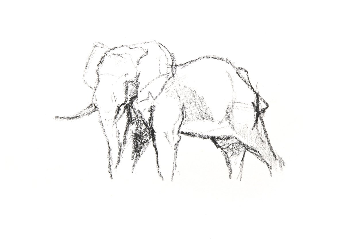 Bull Elephant, 2021 (krita på papper) av David Mayer