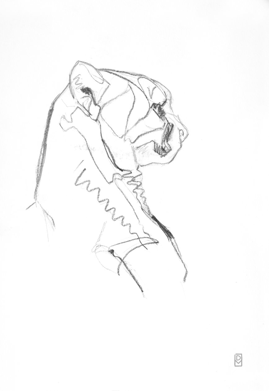 Cheetah, 2014 (Grafit på papper) av David Mayer