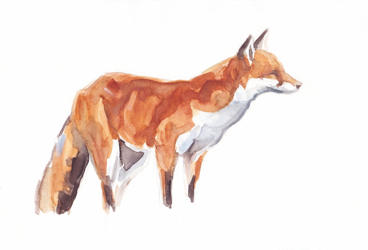 Fox, 2021 (krita och akvarell på papper) av David Mayer