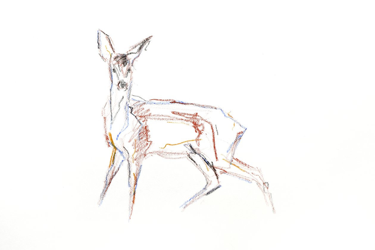 Roe Deer Young, 2021 (krita på papper) av David Mayer