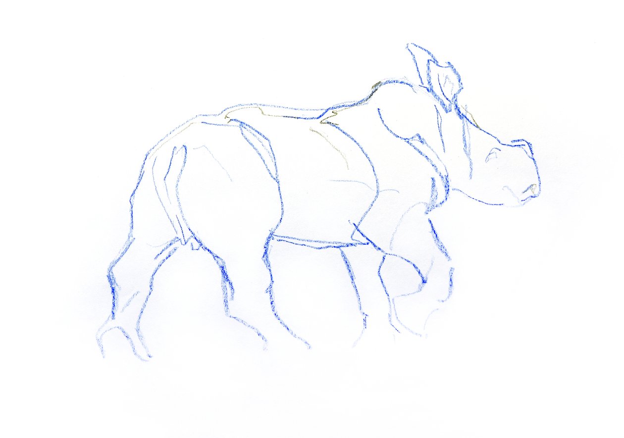 Vit noshörningkalv, 2020 (krita på papper) av David Mayer
