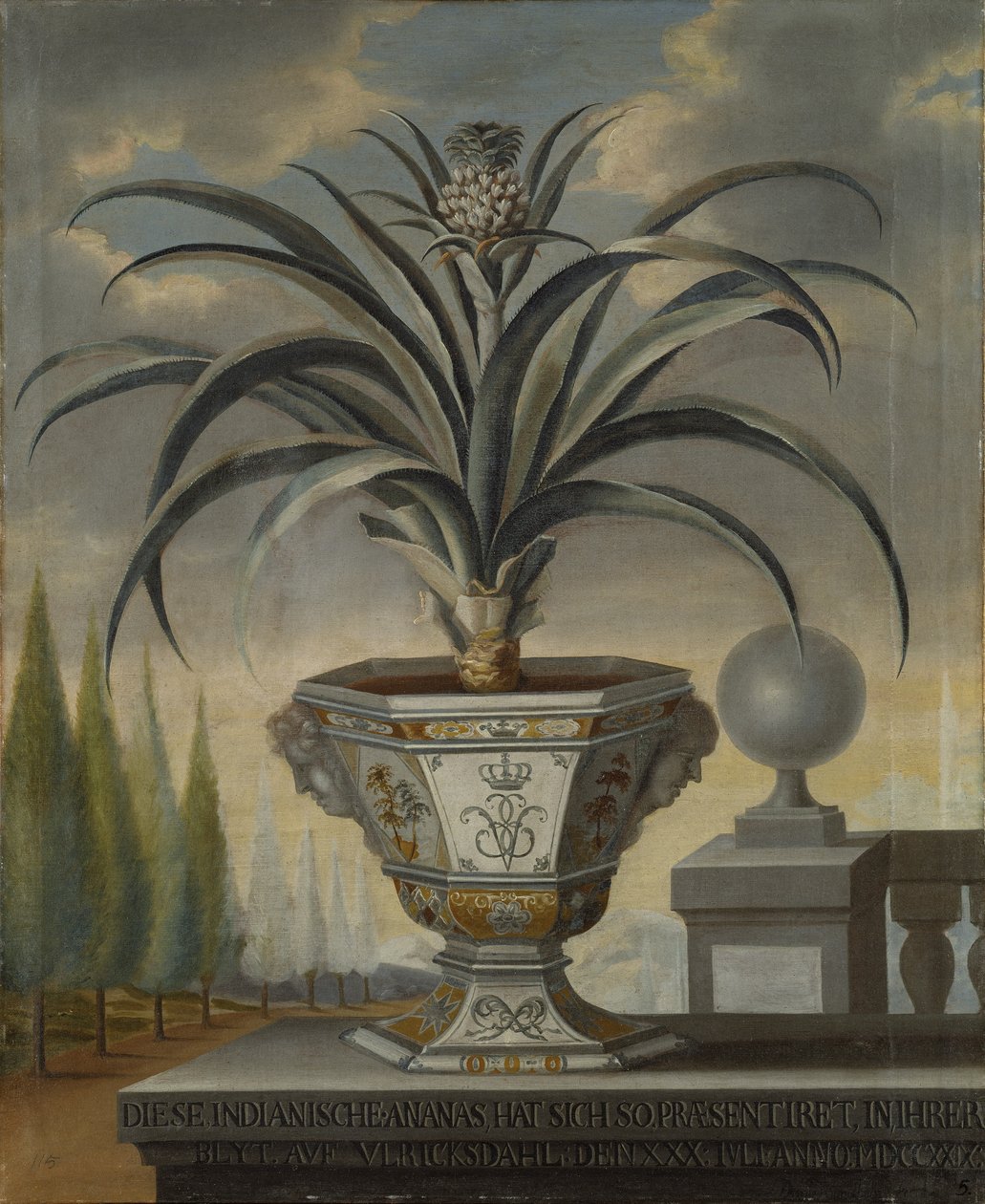 Ananasväxt, 1729 av David von Coln