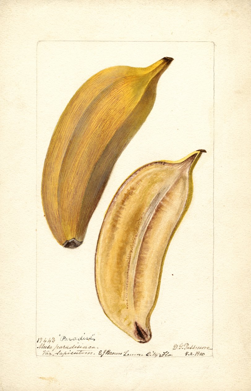 Bananer (Musa: Paradise) (toalett) av Deborah Griscom Passmore