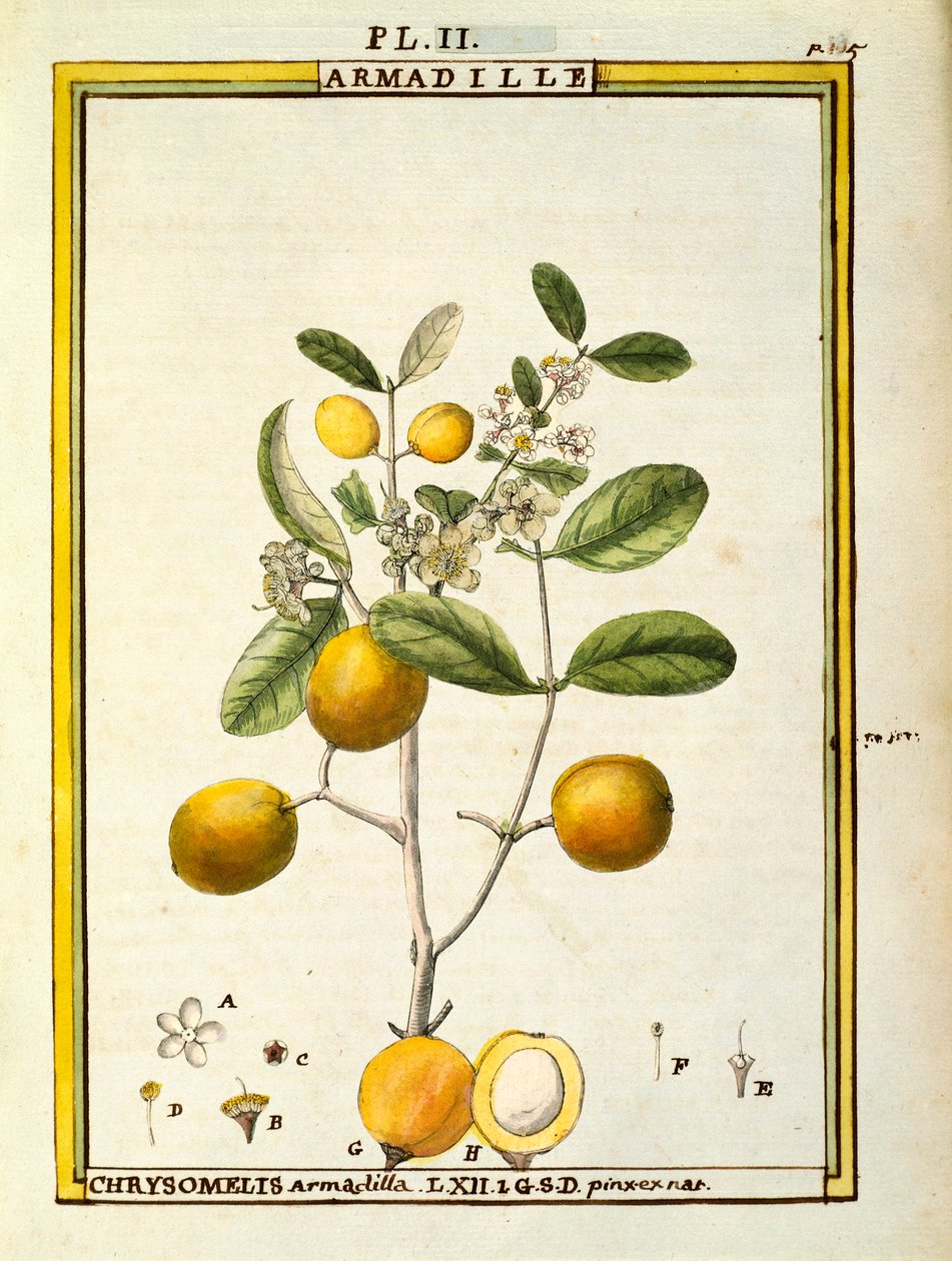 Chrysomelis Armadilla, akvarell av Delahaye av Delahaye Delahaye