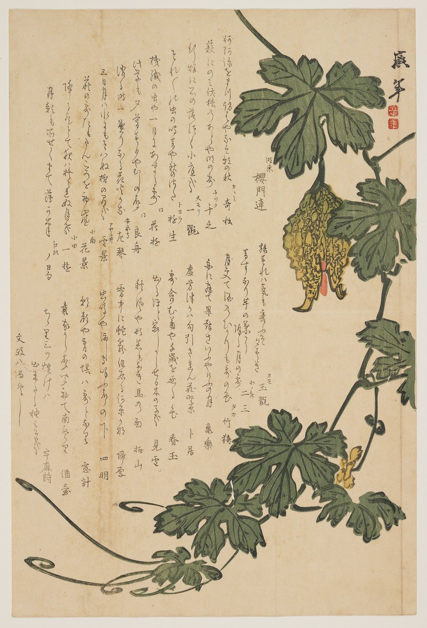 Bitter melon, 1825 (trätryck i färg) av Dodo Hirotoshi