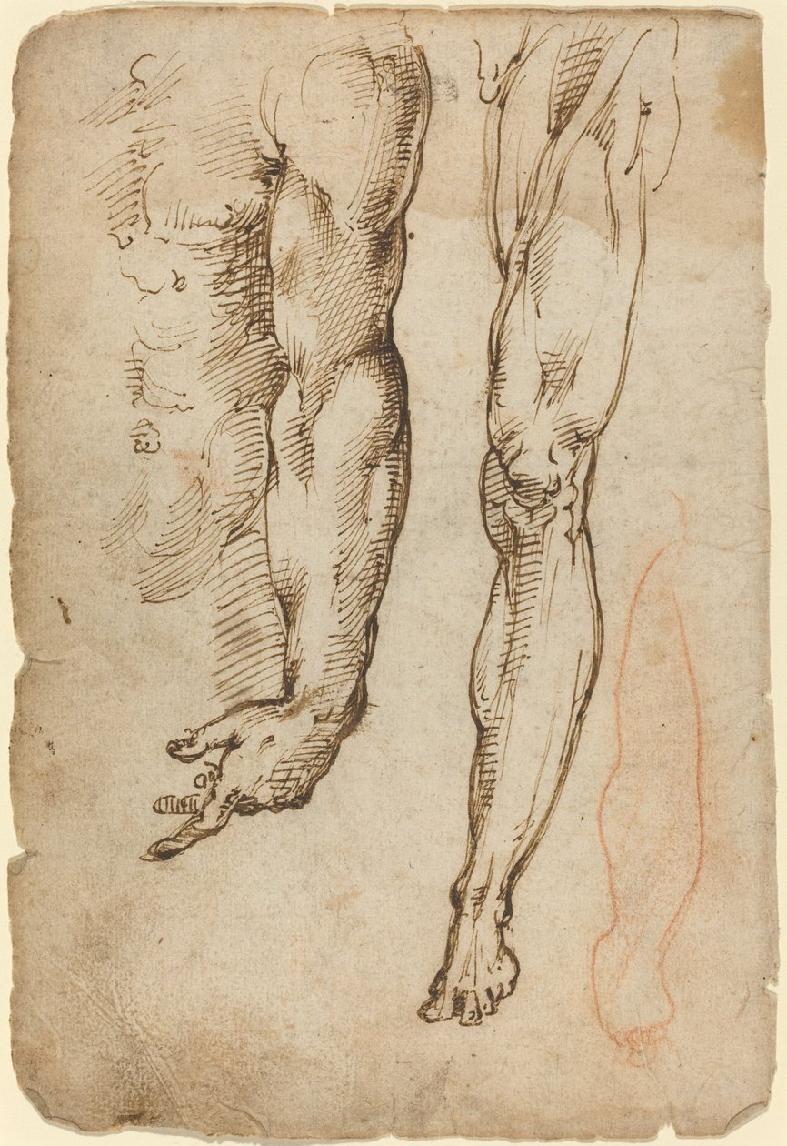 Anatomiska studier av Domenico Beccafumi