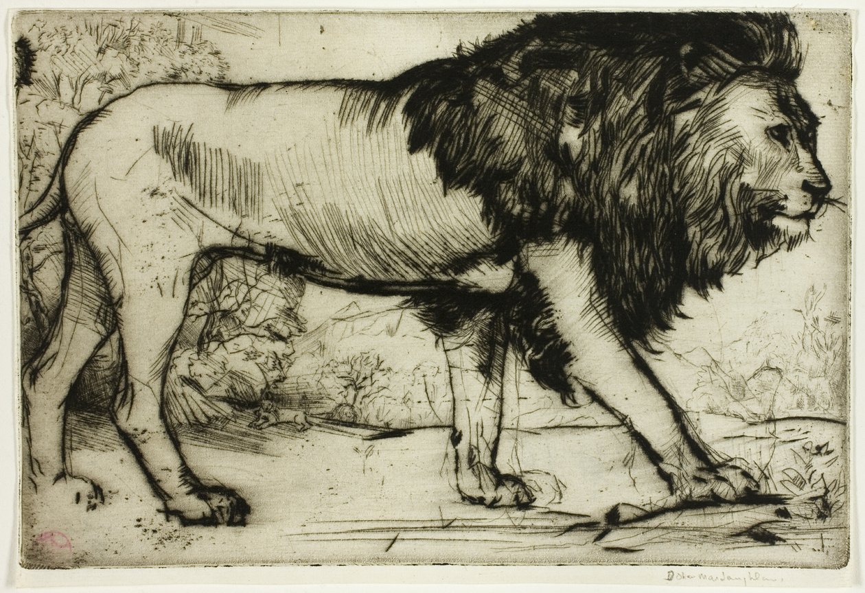 Ett lejon av Donald Shaw MacLaughlan