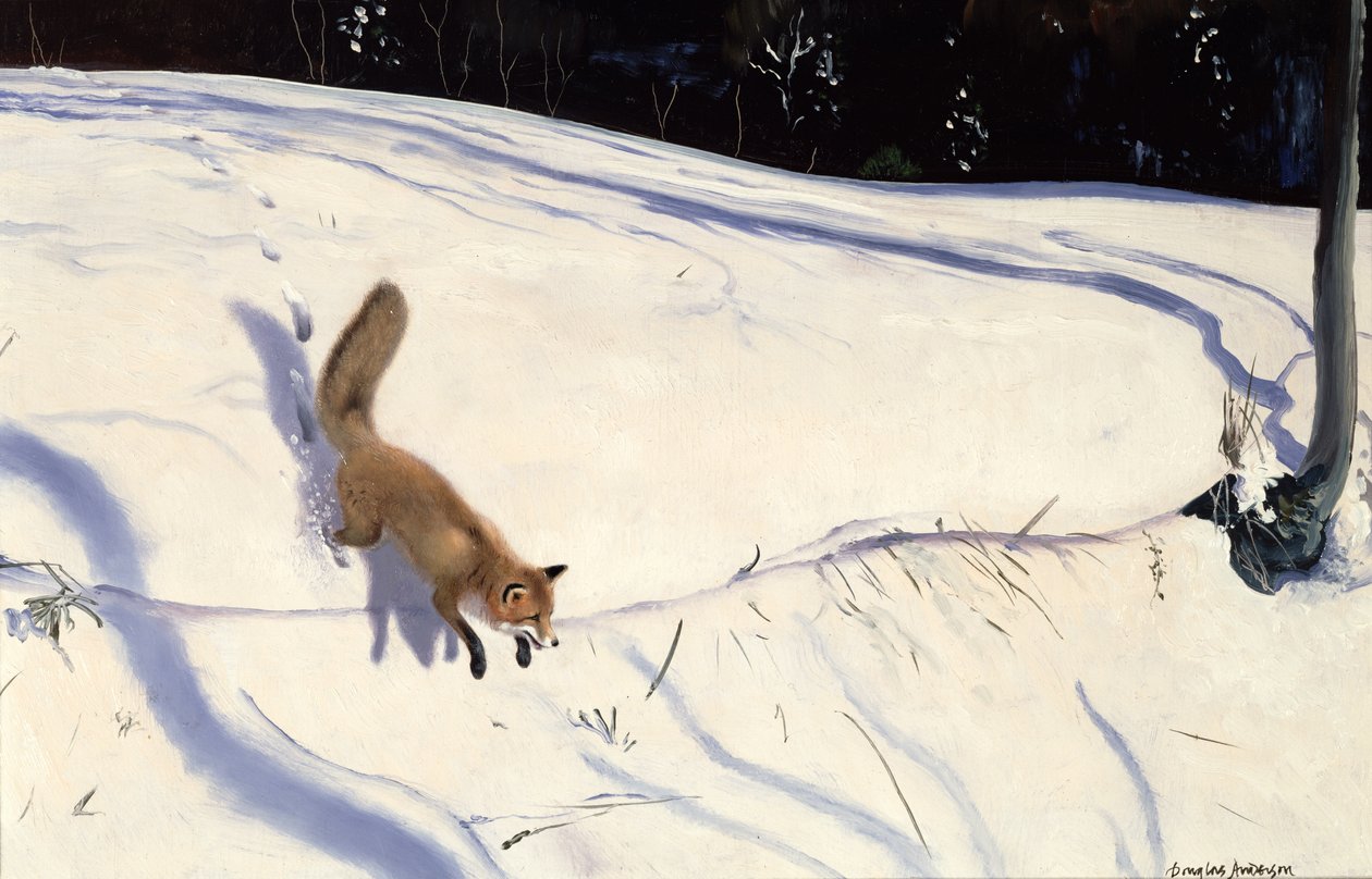 Räv som hoppar från en snöig bank av Douglas Anderson