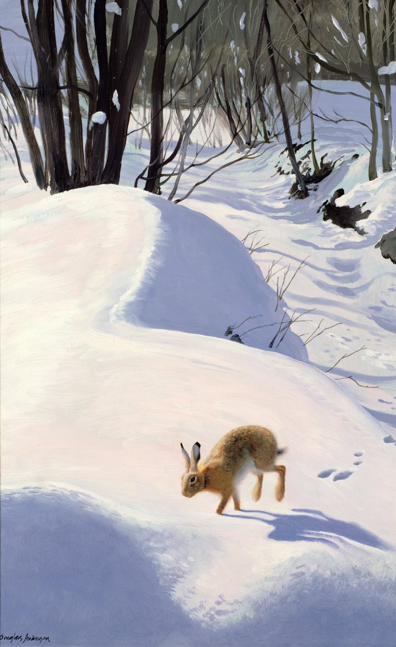 Hare i snön av Douglas Anderson