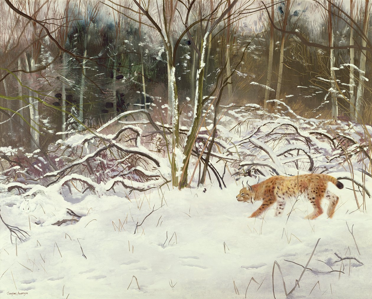 Lodjur och hare av Douglas Anderson