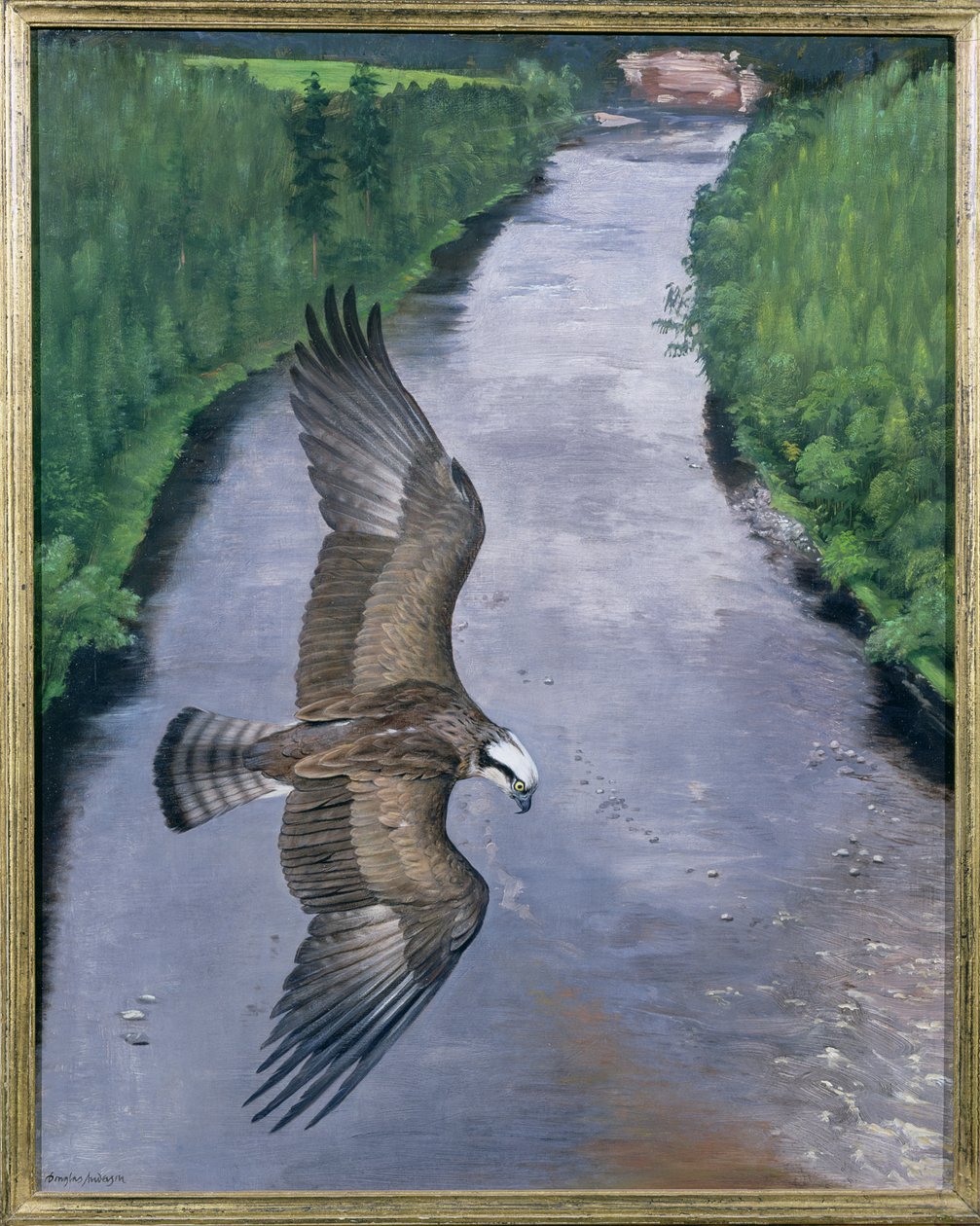 Osprey Fiske av Douglas Anderson