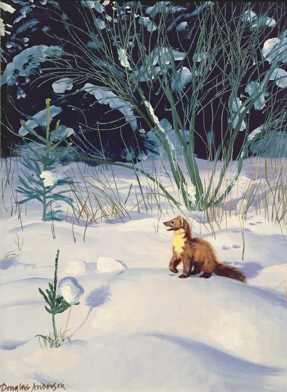 Tallmård i snö av Douglas Anderson