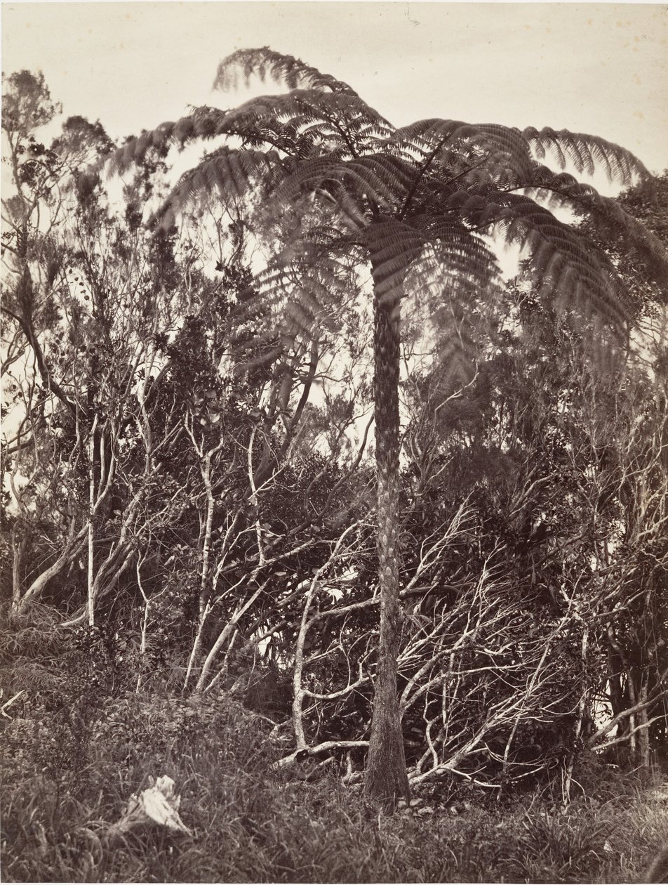 Trädormbunke, 1863. av Désiré Charnay