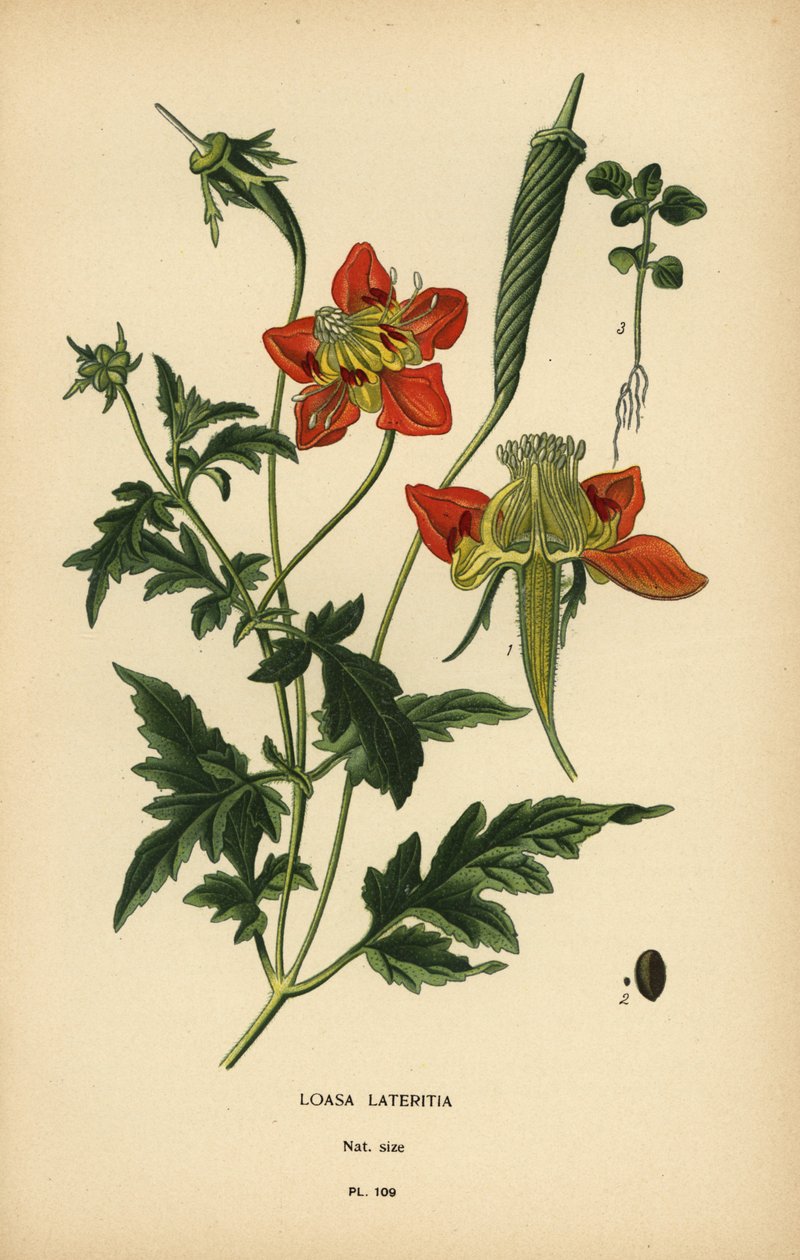 Loasa lateritia. av Désiré Georges Jean Marie Bois