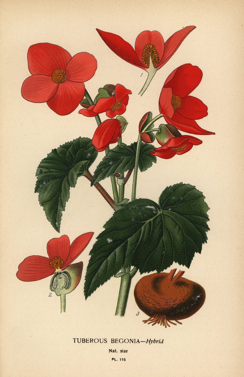 Tuberös begonia hybrid. av Désiré Georges Jean Marie Bois