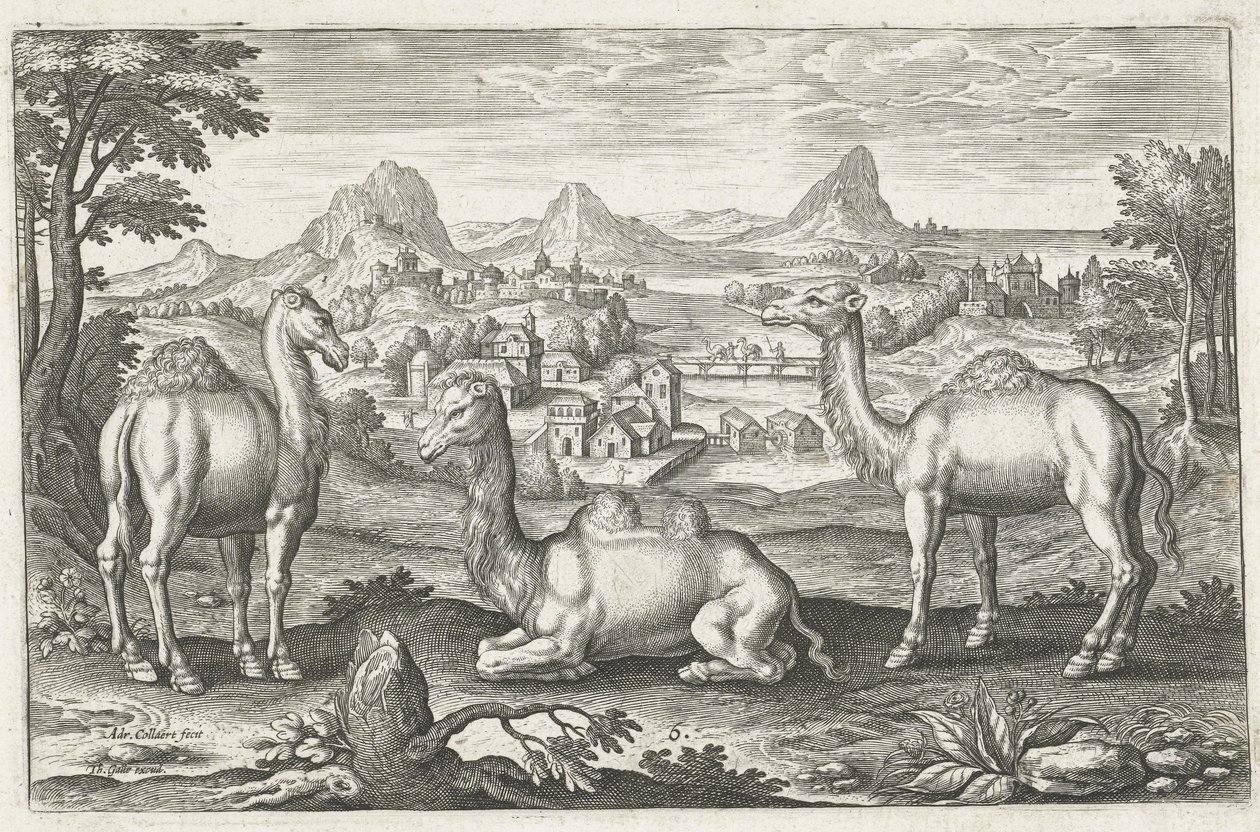 Tre kameler, graverade av Adriaen Collaert (ca 1560 - 1618) av Dutch School