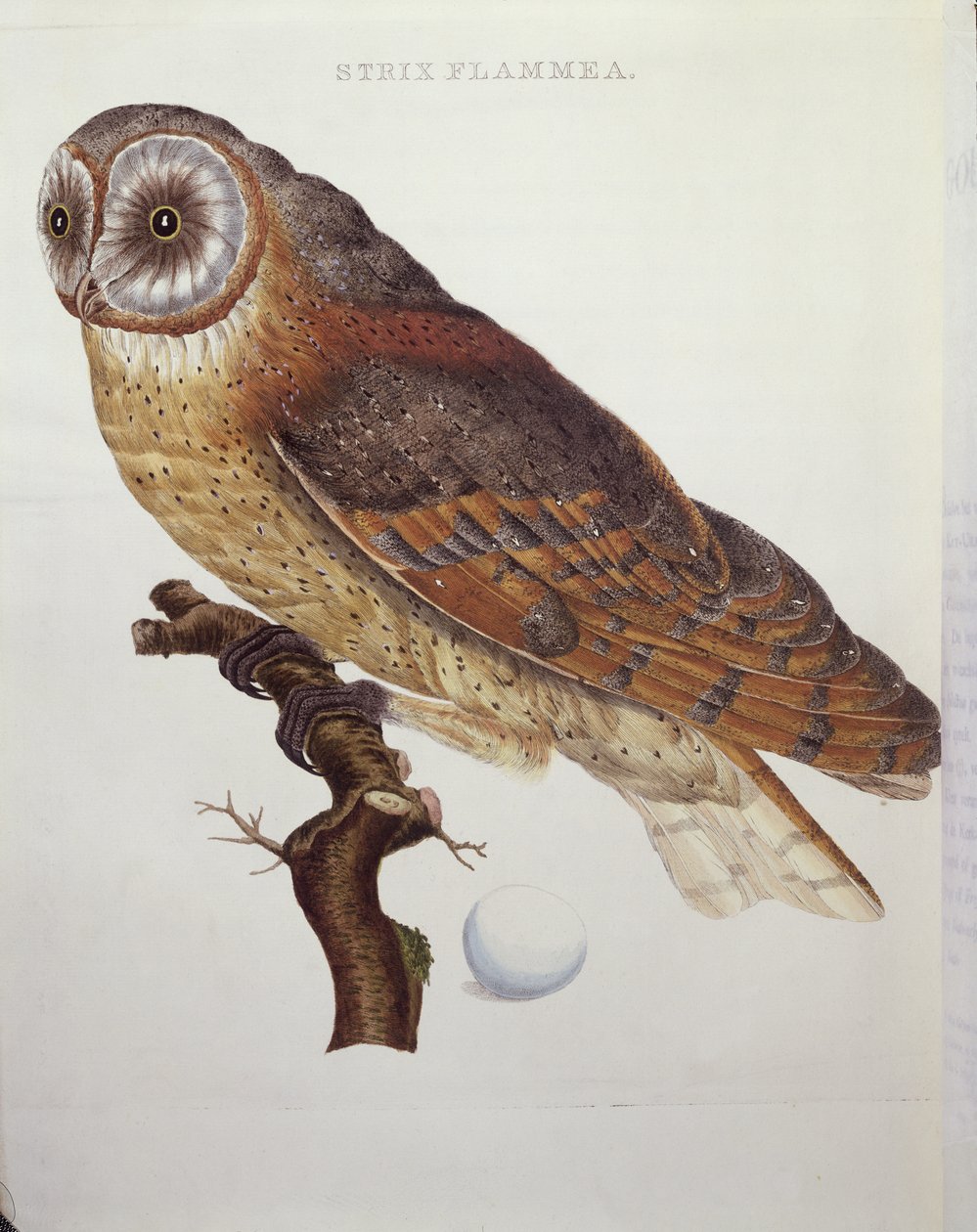Tornuggla (Strix Flammea) 1796 av Dutch School