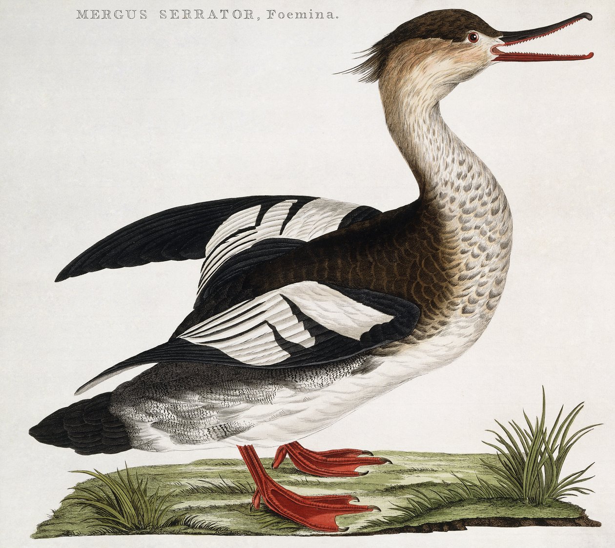 Mergus Serrator, hona av Dutch School