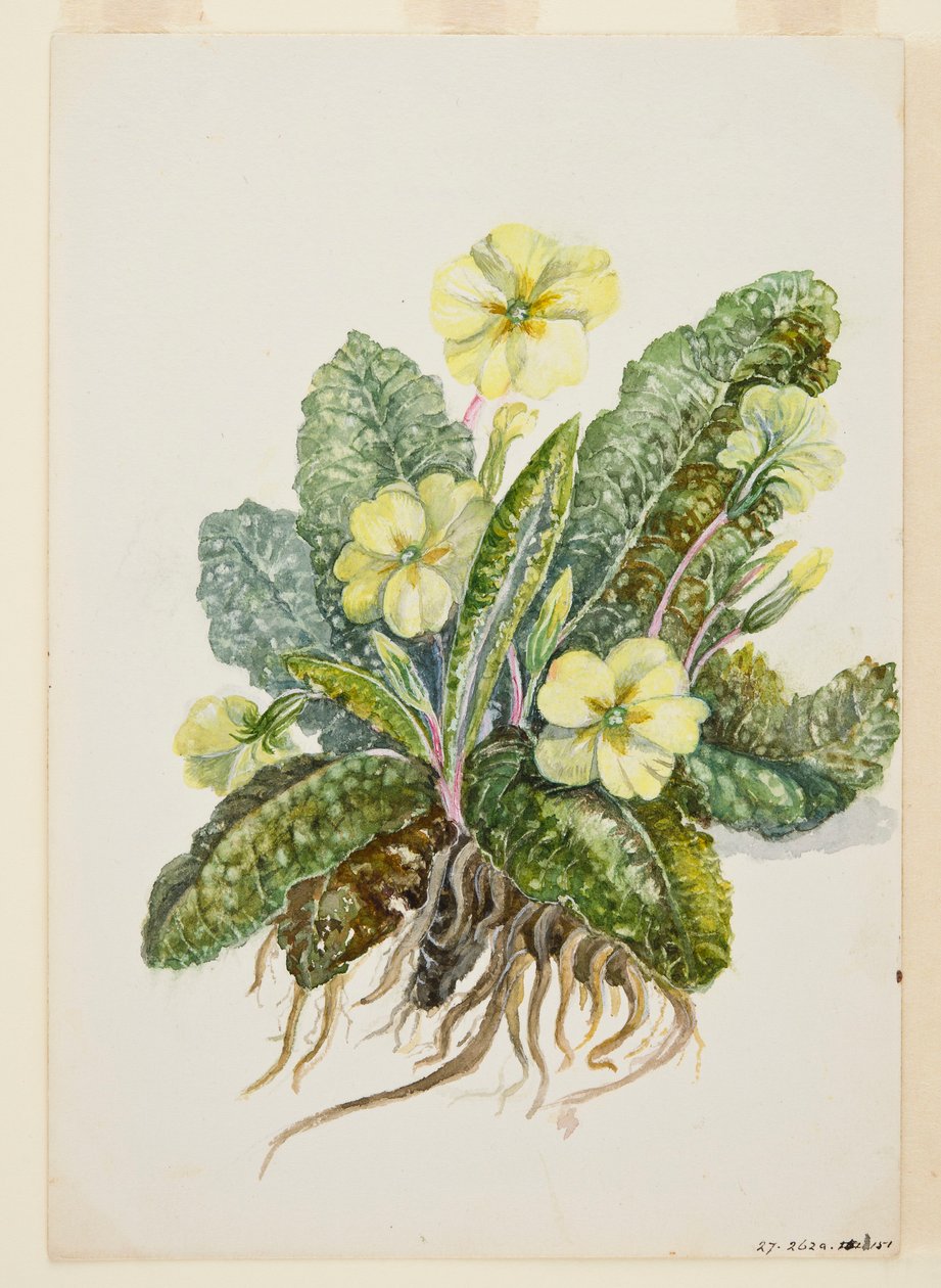 Primula vulgaris Huds Primrose, c1920-talet. av EF Crowley