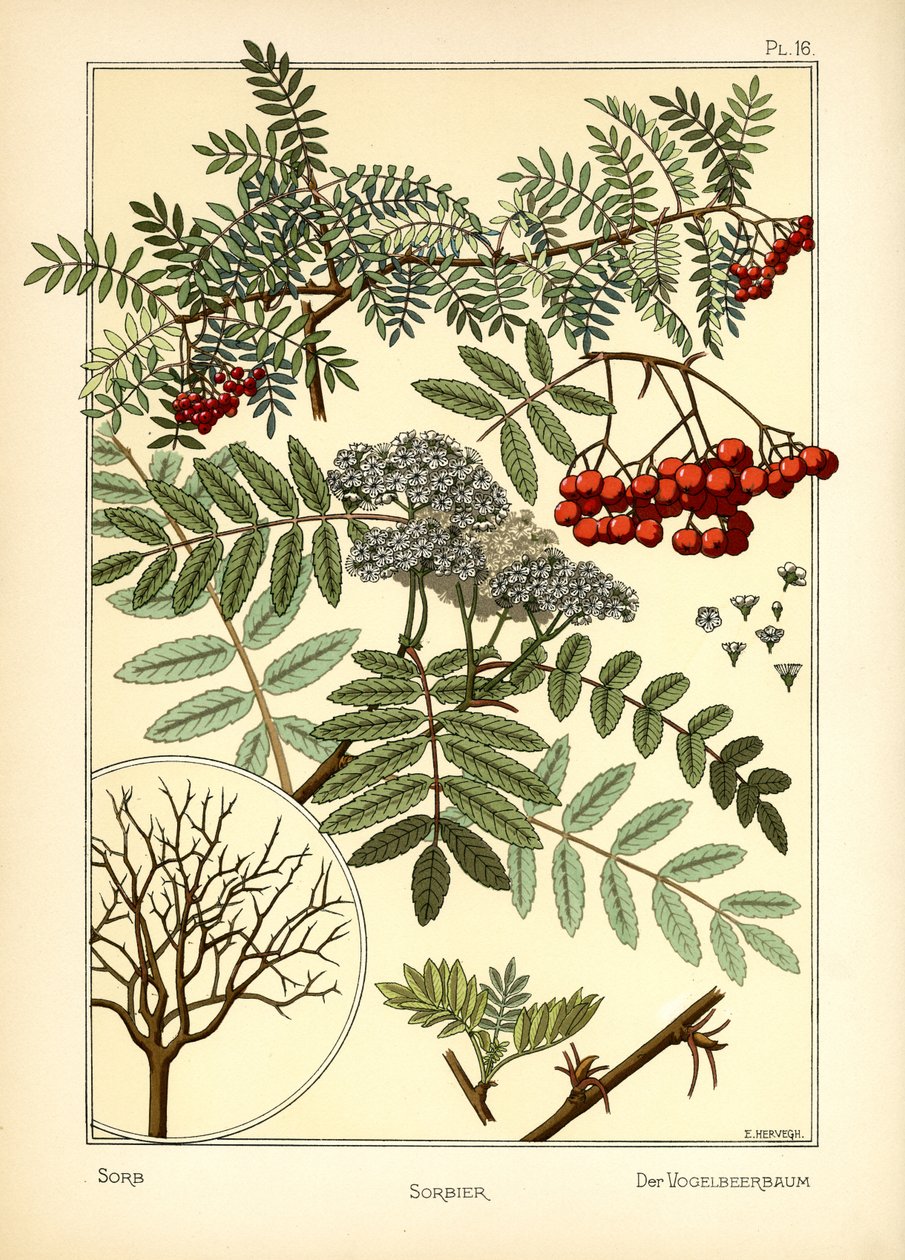 Sorb av E. Hervegh