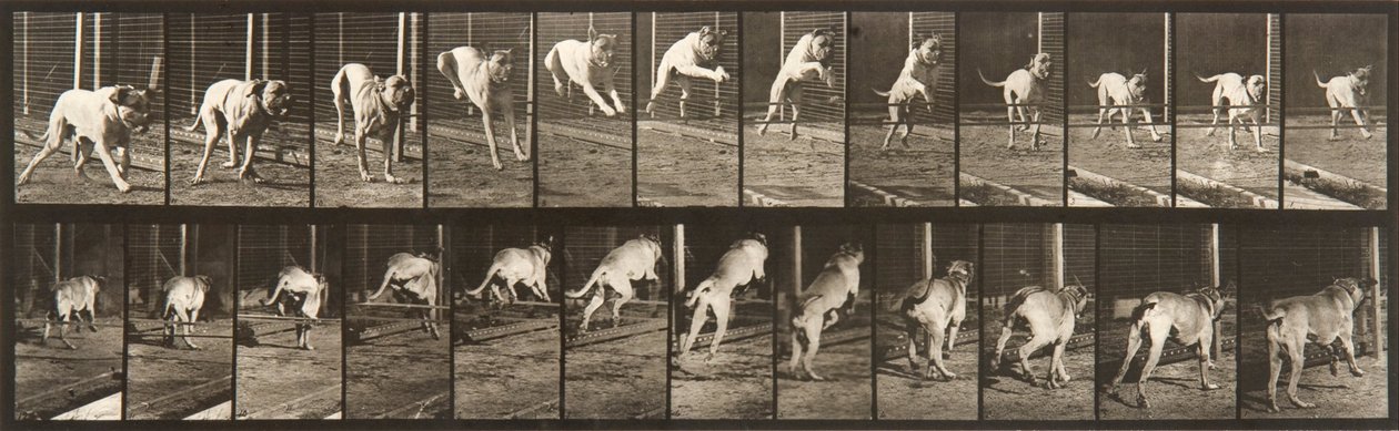 Djurens förflyttning, platta 712 av Eadweard Muybridge