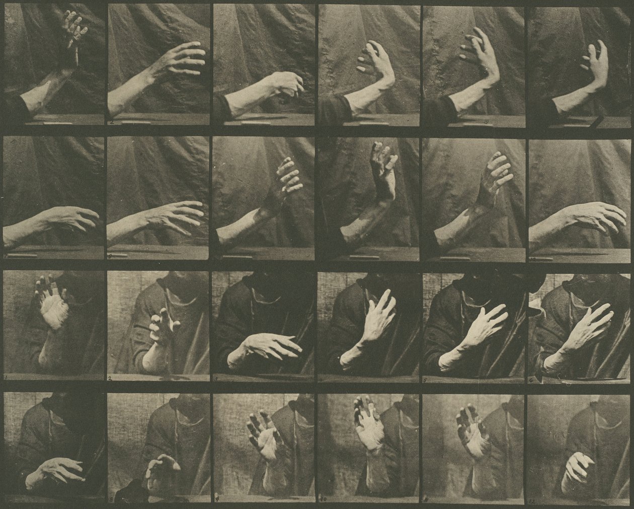 Djurrörelse, skylt 535, 1887. av Eadweard Muybridge