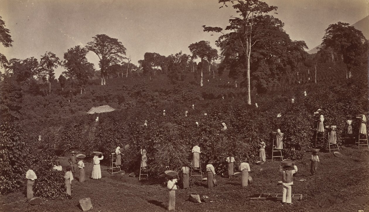 Coffee Harvesting, Las Nubes-Guatemala, 1875. av Eadweard Muybridge