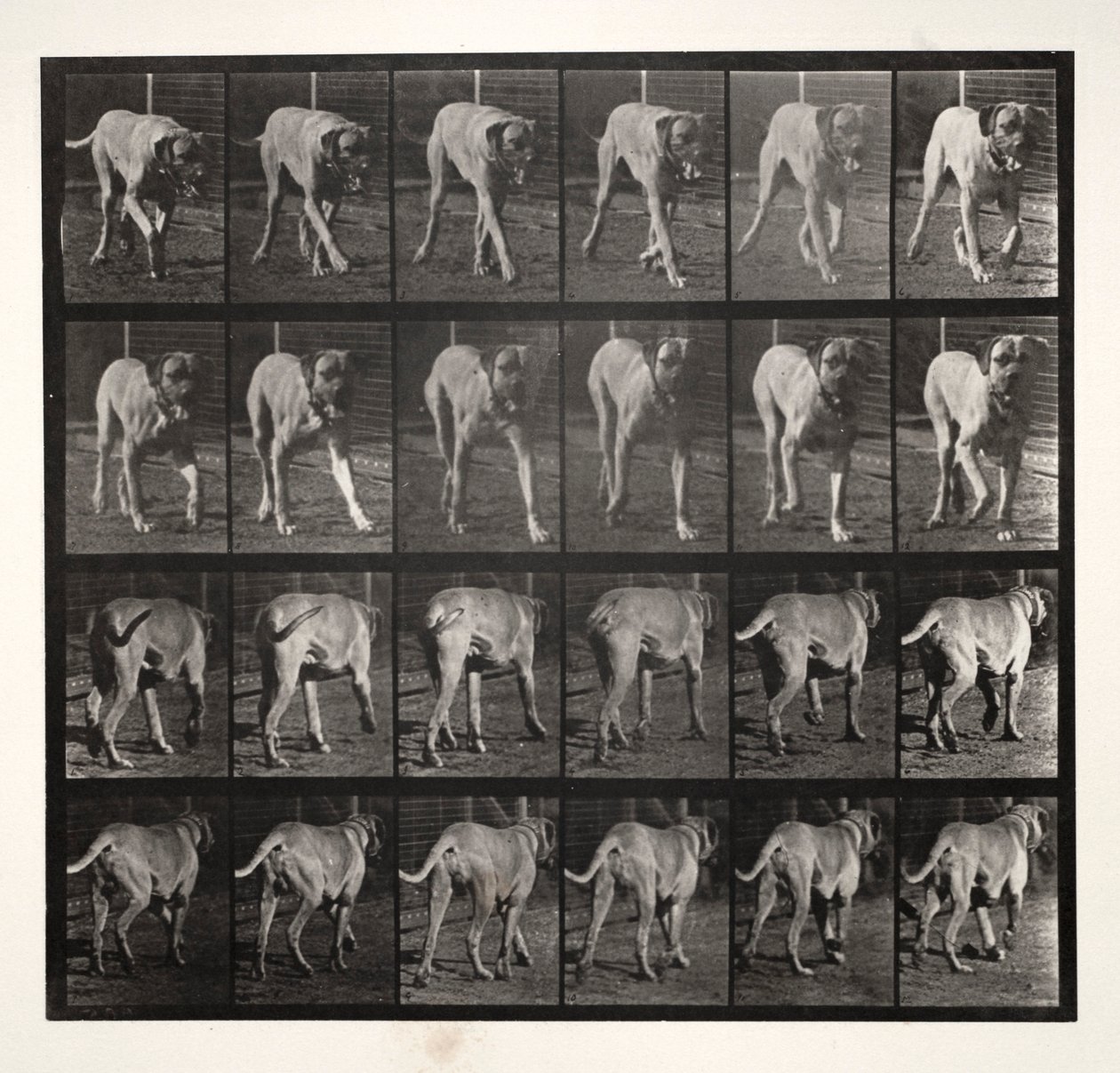 Skräcktrav, 1887. av Eadweard Muybridge
